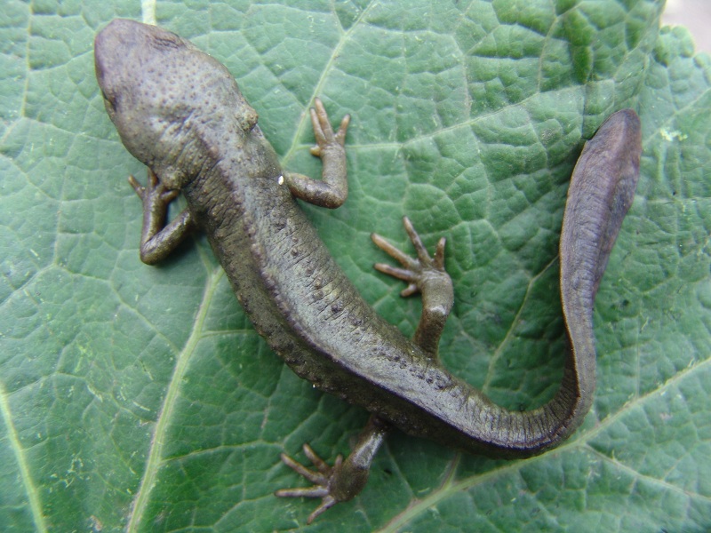 龍里瘰螈 Paramesotriton longliensis Li，Tian，Gu