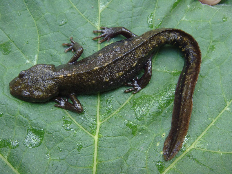 織金瘰螈Paramesotriton zhijinensis Li,Tian Gu