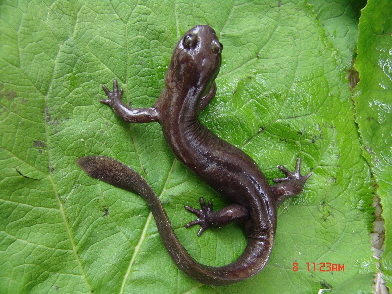 水城擬小鯢Pseudohynobius shuichengensis Tian,Li Gu