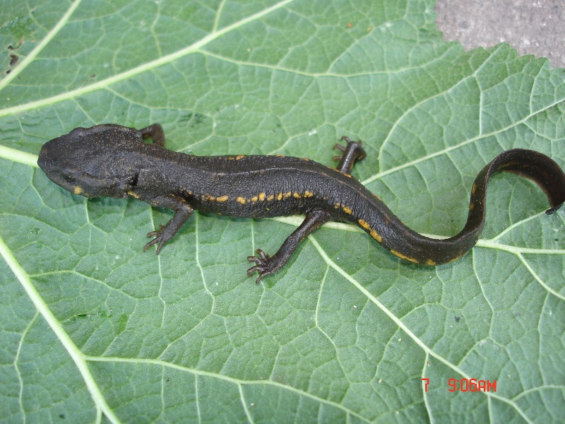 織金瘰螈Paramesotriton zhijinensis Li,Tian Gu